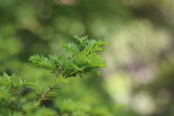Beautiful flowers in korea ,nature flowers