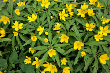 Obraz premium Natural background of yellow anemones (Anemonoides ranunculoides) in forest