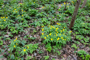 Natural background of yellow anemones (Anemonoides ranunculoides) in forest