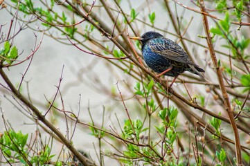bird on a branch
