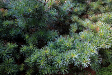 Close-up of needle and cones of relic Crimean pine