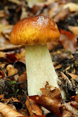 Boletus edulis.