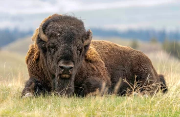 Tuinposter Photo of an American Bison on the plains of Montana © Theodore