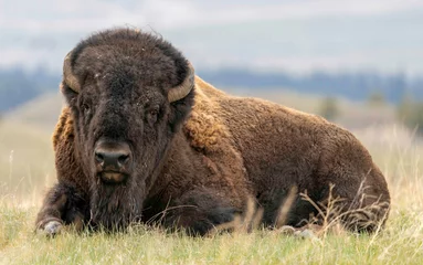 Fotobehang Foto van een Amerikaanse bizon op de vlakten van Montana © Theodore