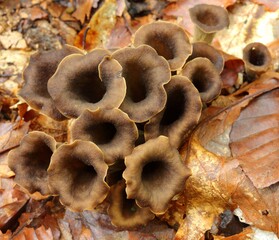 Craterellus cornucopioides.