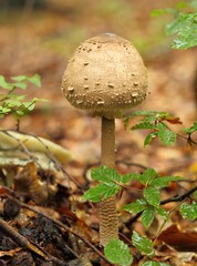 Macrolepiota procera, parasol mushroom.