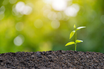 The seedling are growing from the rich soil to the morning sunlight that is shining, ecology concept. We can help each other plant new trees to protect the environment in this world.