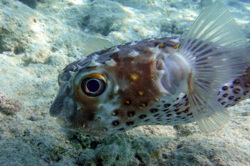 Yellowspotted burrfish (cyclichthys spilostylus) taken in the Red Sea. 