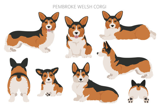 Welsh corgi pembroke clipart. Different poses, coat colors set