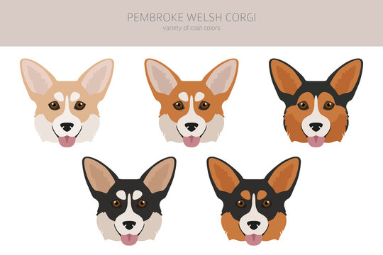 Welsh corgi pembroke clipart. Different poses, coat colors set
