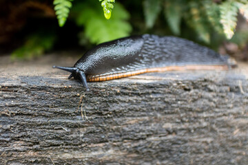 Black slug, Arion ater, land slug of the family Arionidae