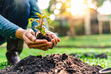 World environment day afforestation nature and ecology concept The male volunteer are planting...