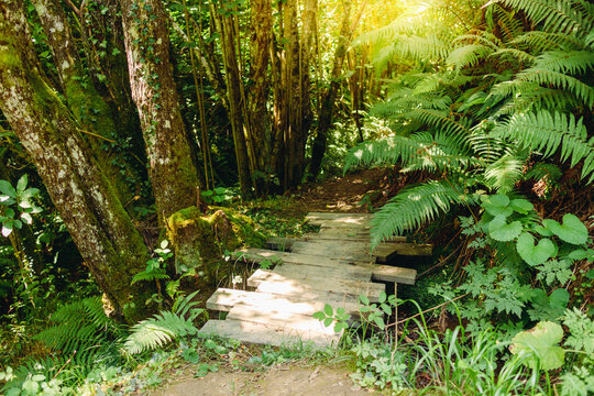 Wooden walkway to cross a stream in a forest in the Redes Natural Park, a Biosphere Reserve since 2001. Caleao, Asturias