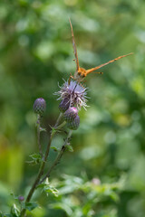 Great Spangled Fritillary on purple wildflowers