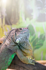 Green Iguana On Tree Branch. Background with copy space . Vertical .