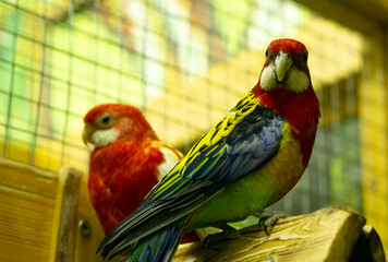 Two red parrot in zoo