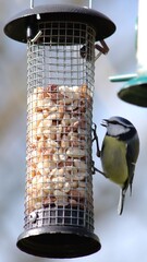 Blue Tit on bird feeder showing Its tongue