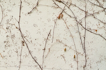 The wall with dry climbing herbs