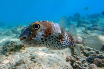 Naklejka na ściany i meble Yellowspotted burrfish (cyclichthys spilostylus) taken in the Red Sea. 