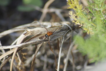 coccinelle qui escalade