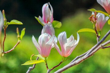 Yulan magnolia flowers on the green background. Magnolia blooms. Tulip Tree. Magnolia denudata close-up, spring background. Space for text