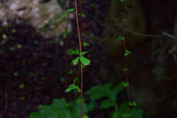 Closeup shot of growing Bramble branches and thorns in Malta