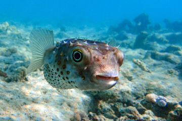 Yellowspotted burrfish (cyclichthys spilostylus) taken in the Red Sea. 