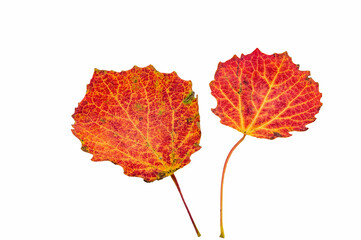 Red aspen leaves. Autumn leaves on a white background. Autumn still life.