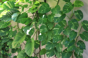 green palm trees on a tropical island in the Indian Ocean