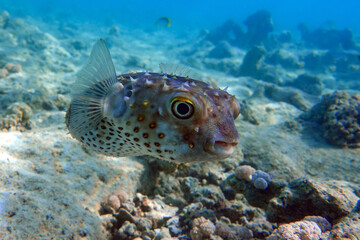 Obraz premium Yellowspotted burrfish (cyclichthys spilostylus) taken in the Red Sea. 