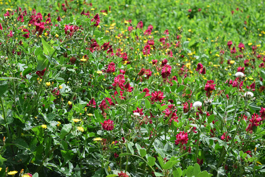Closeup shot of Sulla coronaria flowers in full bloom in Malta