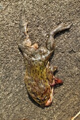You will be fine frog dead body after heavy rain in Thailand