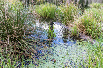 Lake or fishing pond. Landscape a beautiful pond. Forest natural pond.