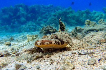 Crocodilefish (Papilloculiceps longiceps) - Red sea