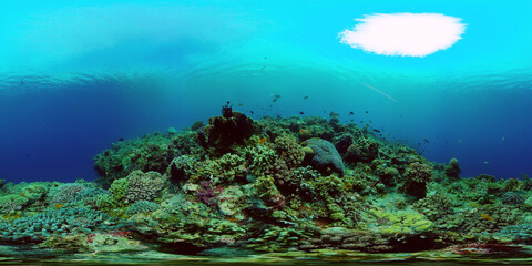 Coral reef and tropical fishes. The underwater world of the Philippines. Philippines. 360 panorama VR