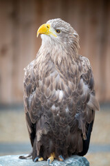Seeadler