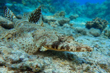 Crocodilefish (Papilloculiceps longiceps) - Red sea