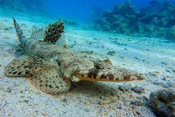 Crocodilefish (Papilloculiceps longiceps) - Red sea