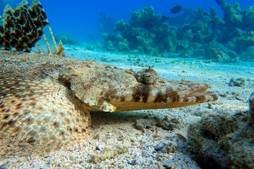 Crocodilefish (Papilloculiceps longiceps) - Red sea