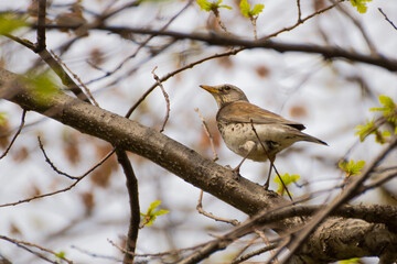 bird, fowl, flyer, flier,bird, birdie, dicky, dickey