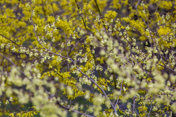 Colorful flowering tree with beautiful yellow flowers on branches
