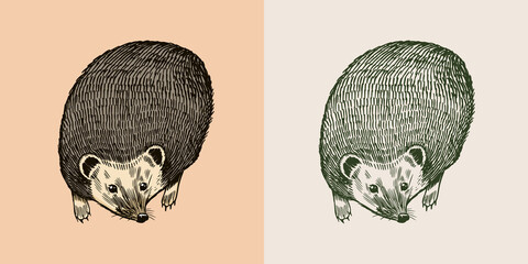 Hedgehog or Spiny forest animal. Prickly creature in a flying pose. Vector Engraved hand drawn Vintage sketch for label or poster.