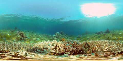 Tropical sea and coral reef. Underwater Fish and Coral Garden. Underwater sea fish. Tropical reef marine. Colourful underwater seascape. Philippines. Virtual Reality 360.