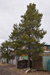 Тишина и природа. Печора