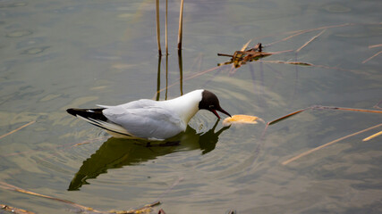 bird, fowl, flyer, flier,bird, birdie, dicky, dickey