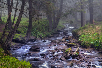 Fast flow breakers among wild forest at sunrise under the top of Hoverla, stormy clean water feeds the river Prut