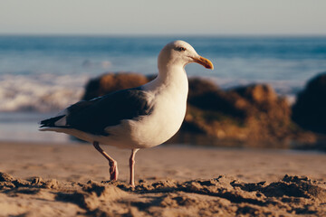 seagull on the beach