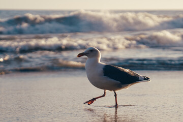 seagull on the beach infront of the sea