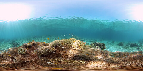 Coral reef and tropical fishes. The underwater world of the Philippines. Underwater colorful tropical coral reef seascape. 360 panorama VR