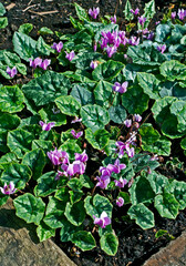 Autumn flowering cyclamen in a cottage garden